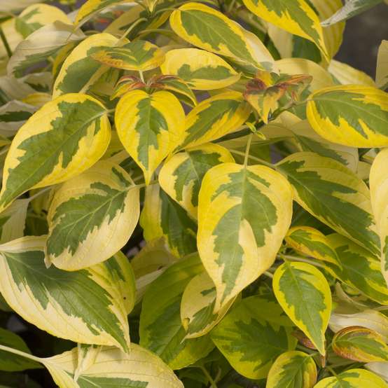 close up of the Variegated yellow and green foliage of Golden Shadows Cornus